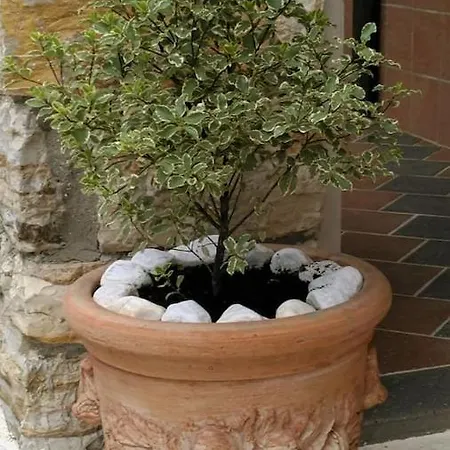 Maison De Cedre Bagni di Lucca